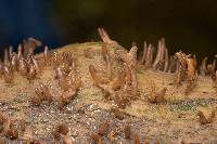 Calocera fusca image