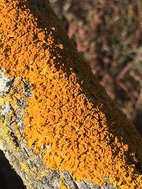 Xanthoria parietina var. parietina image