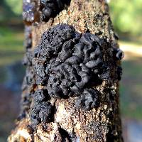 Exidia glandulosa image