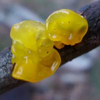 Tremella mesenterica image