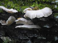 Pleurotus ostreatus image