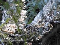 Pleurotus ostreatus image