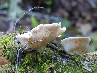 Pleurotus ostreatus image