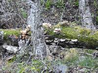 Pleurotus ostreatus image