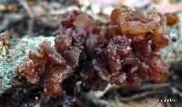 Tremella foliacea image