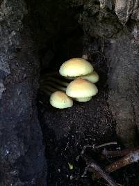 Hypholoma fasciculare image