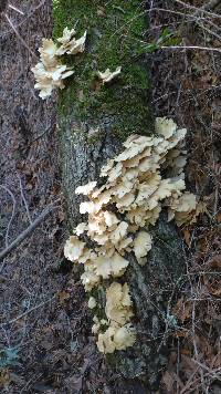 Pleurotus ostreatus image