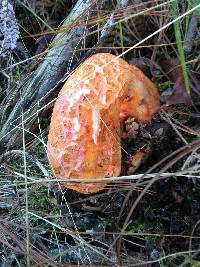 Hypomyces lactifluorum image