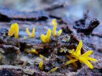 Calocera cornea image