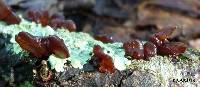 Tremella foliacea image