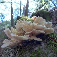 Pleurotus ostreatus image