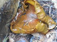 Omphalotus olivascens image