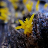 Calocera cornea image