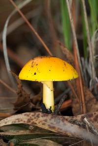 Amanita flavoconia image