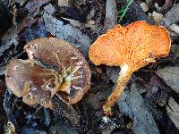 Hygrophoropsis aurantiaca image