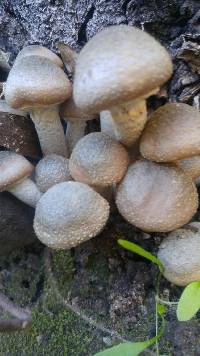 Armillaria mellea image