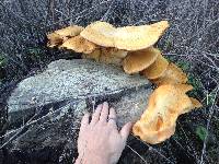 Gymnopilus ventricosus image