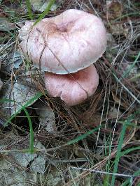 Hygrophorus russula image