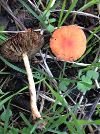 Leratiomyces ceres image