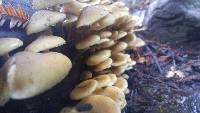 Armillaria mellea image