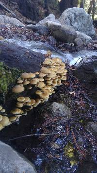 Armillaria mellea image