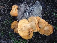 Gymnopilus ventricosus image