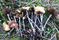 Psilocybe cyanescens image