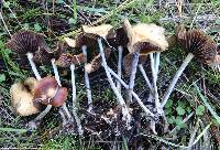 Psilocybe cyanescens image