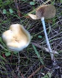 Psilocybe cyanescens image