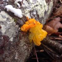 Tremella mesenterica image