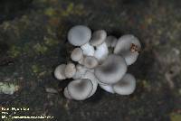 Pleurotus ostreatus image