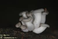 Pleurotus ostreatus image