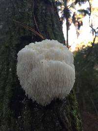 Hericium erinaceus image