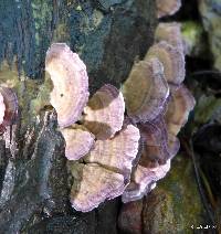 Trichaptum biforme image