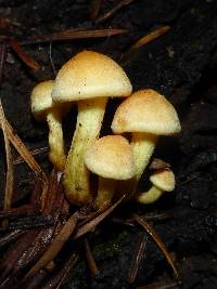 Hypholoma fasciculare image