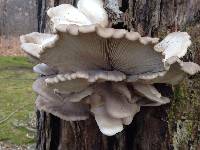 Pleurotus ostreatus image