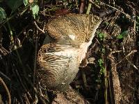 Chlorophyllum molybdites image