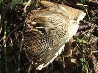 Chlorophyllum molybdites image