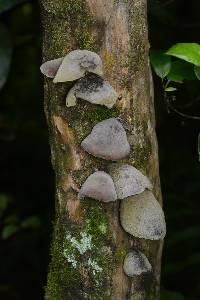 Auricularia cornea image