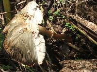 Chlorophyllum molybdites image