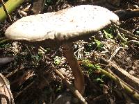 Chlorophyllum molybdites image