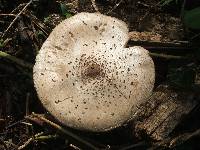 Chlorophyllum molybdites image