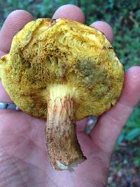 Boletus subtomentosus image