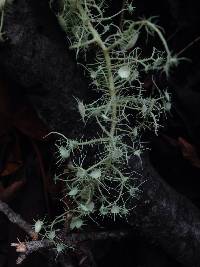 Usnea intermedia image