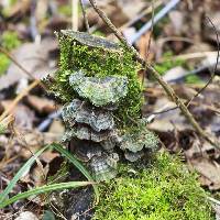 Trametes versicolor image