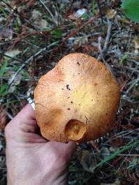 Suillus caerulescens image