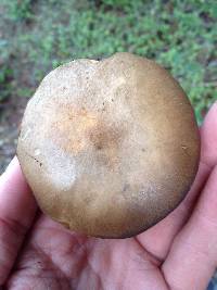 Boletus subtomentosus image