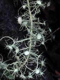 Usnea intermedia image