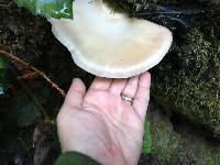 Pleurotus ostreatus image