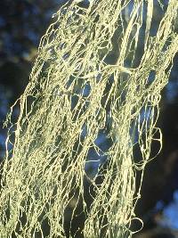 Ramalina menziesii image